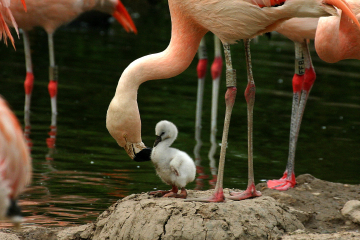 Chilean flamingo chick.jpg